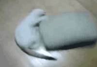 497.2